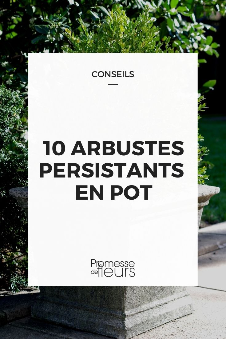 arbustes persistants en pot