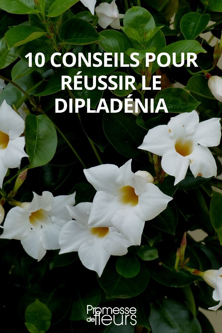 10 conseils pour la culture du dipladenia