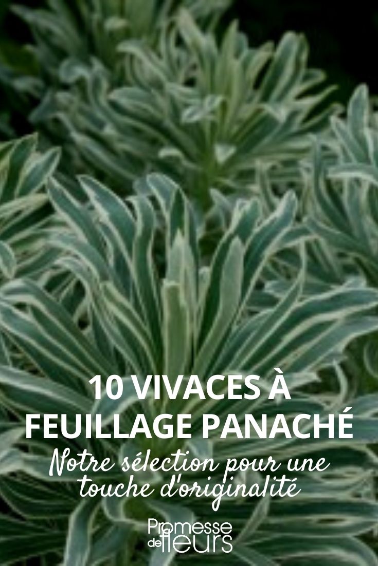 vivaces feuillage panaché