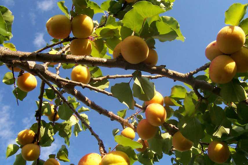 Très sensible, l’abricotier appréciera un apport supplémentaire en soufre