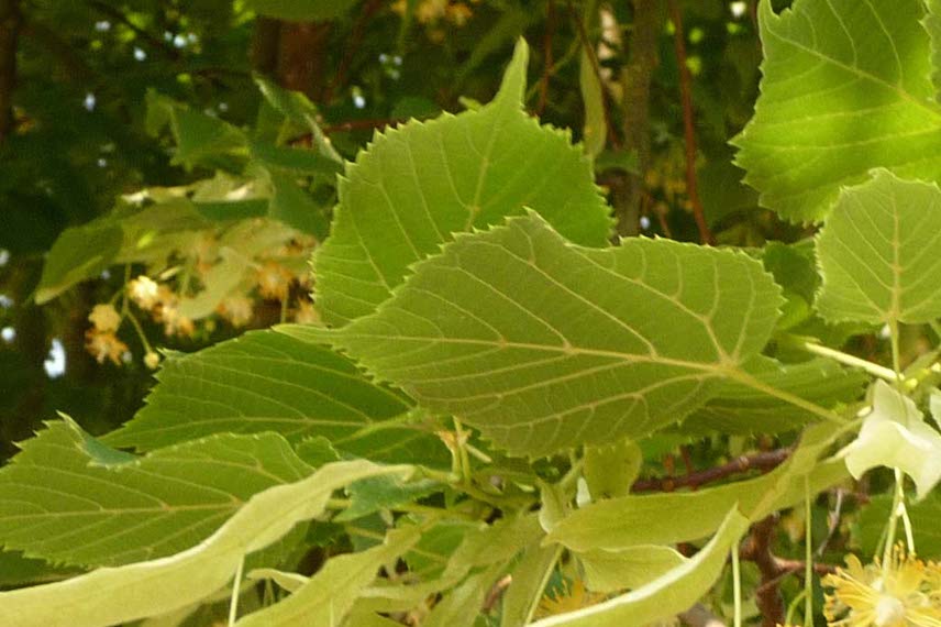 Une fois séchées, les fleurs de tilleul se conservent facilement