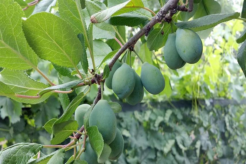 Obtenez des pruneaux secs avec un déshydrateur