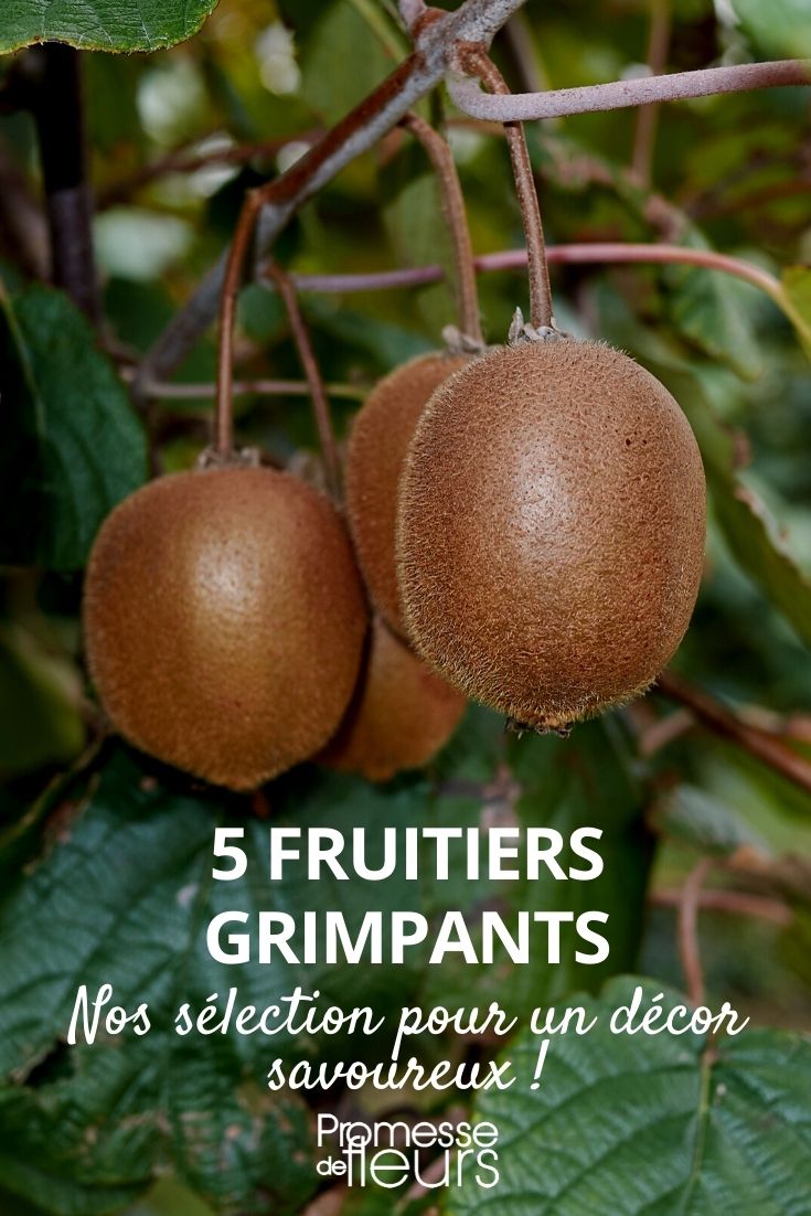 5 fruitiers grimpants