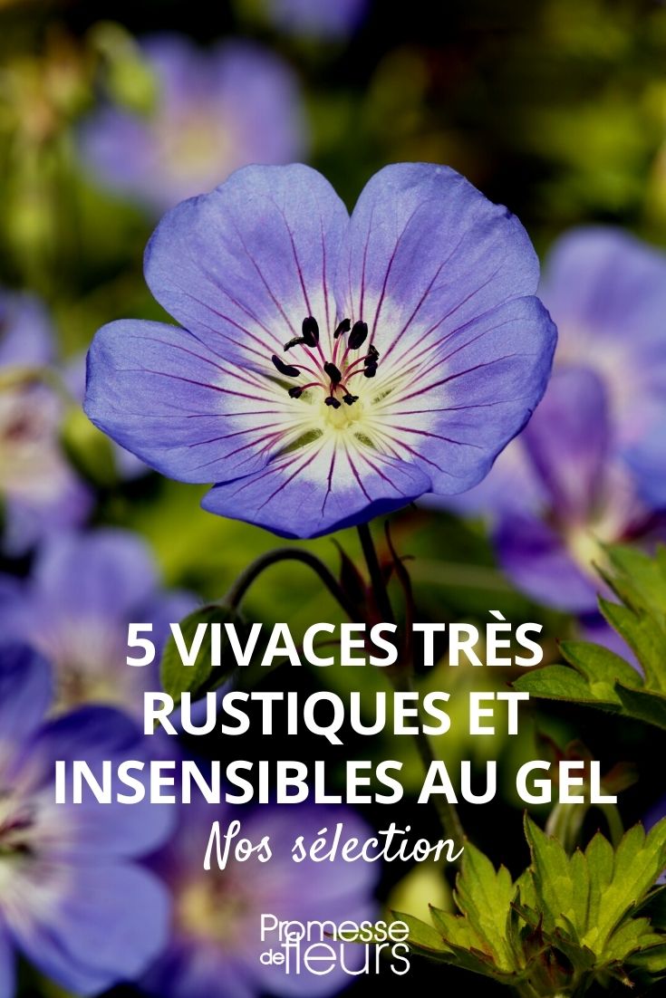 5 vivaces très rustiques