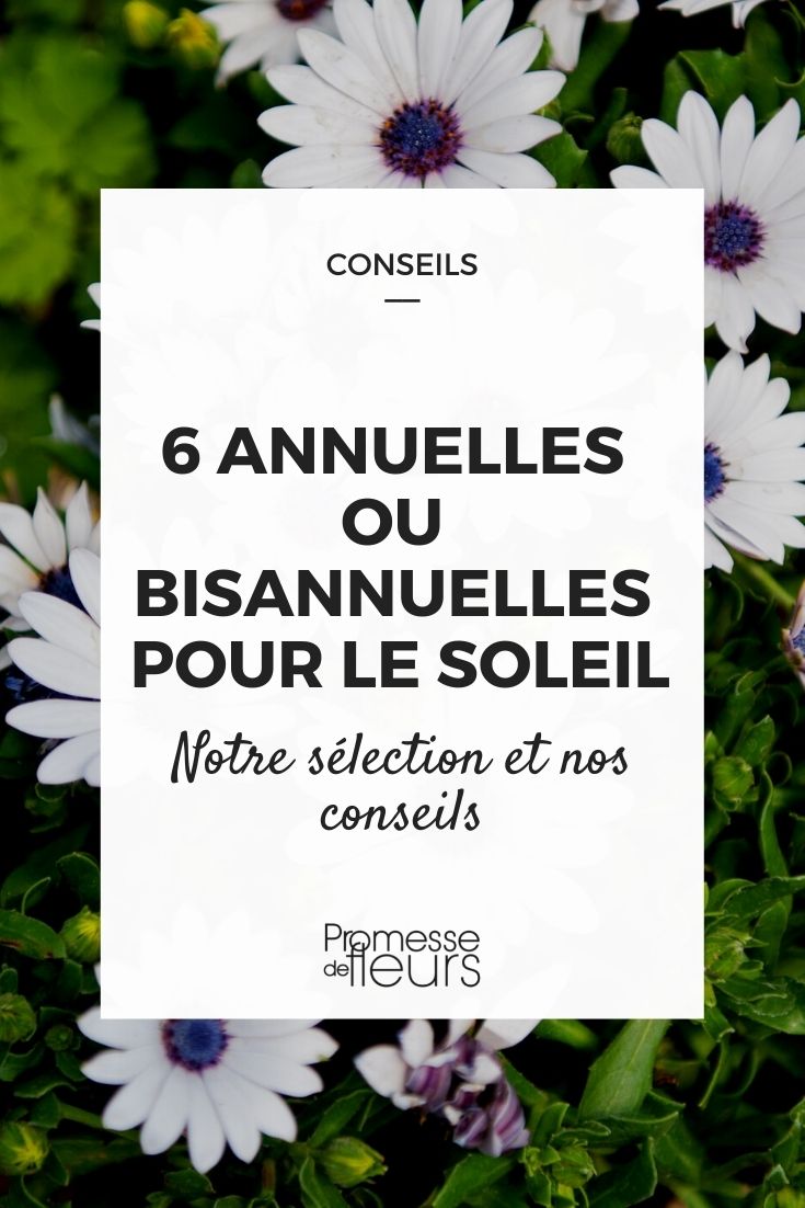 6 annuelles ou bisannuelles pour le soleil