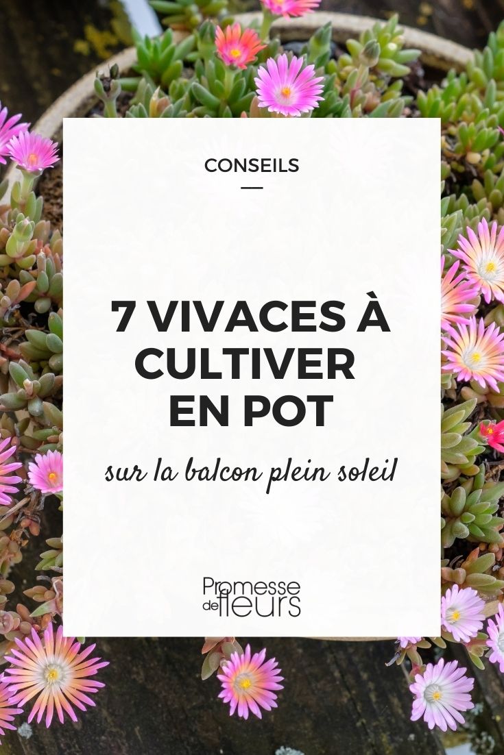 7 vivaces à cultiver en pot sur le balcon au soleil