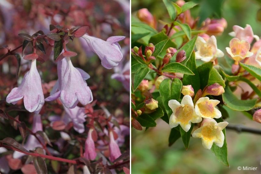 abélie couleur de floraison