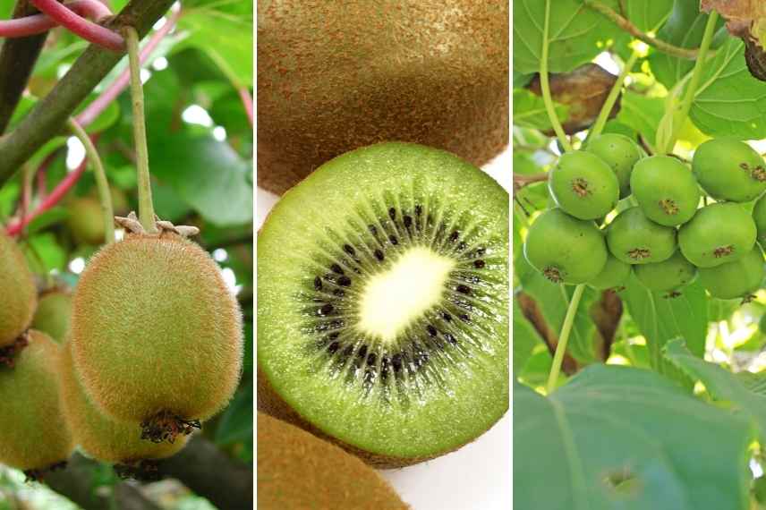 kiwi male ou femelle, kiwi distinguer fertile autofertile, Actinidia male ou femelle