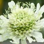 Cephalaria : plantation, culture