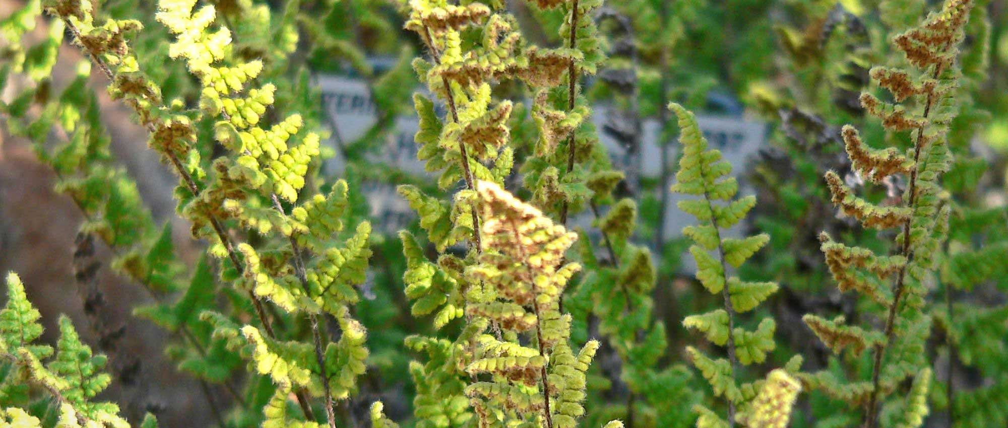 Cheilanthes : planter, cultiver et entretenir