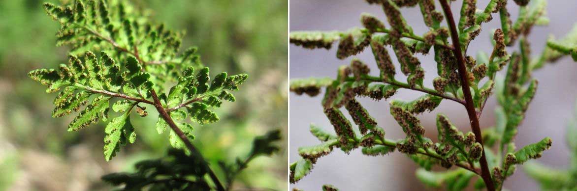 Les sores et spores du Cheilanthes