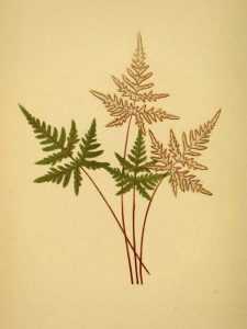 Planche botanique représentant le Cheilanthes argentea