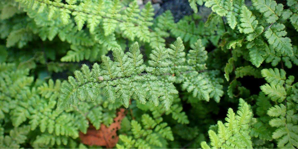 Les frondes de la fougère Cheilanthes lanosa