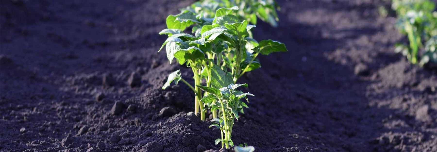 Comment faire un potager en sol acide ?