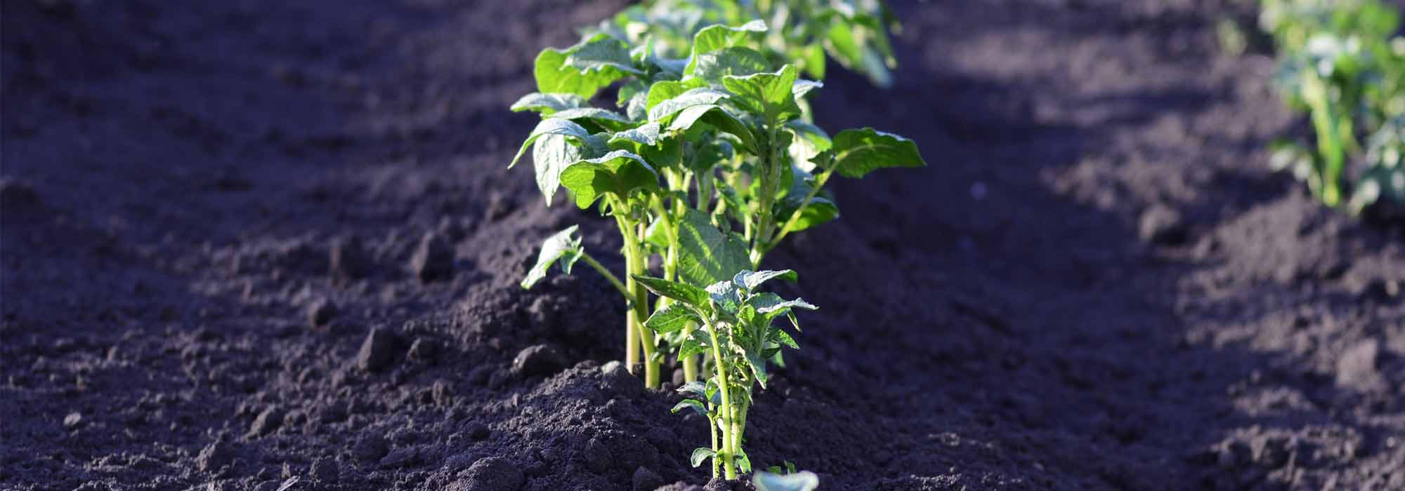 Comment faire un potager en sol acide ?