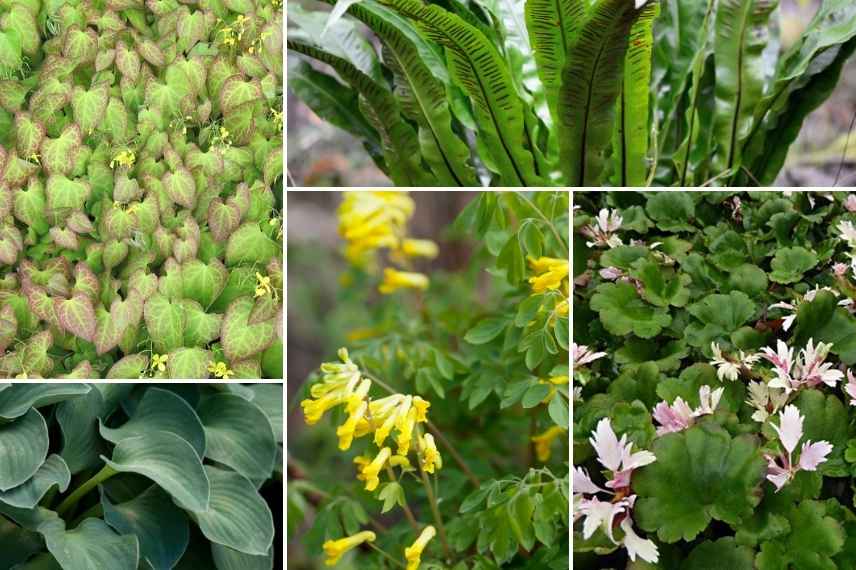 Epimedium associer, Fleur des elfes associer, Fleur des elfes association, Epimedium association, Epimedium dans massif