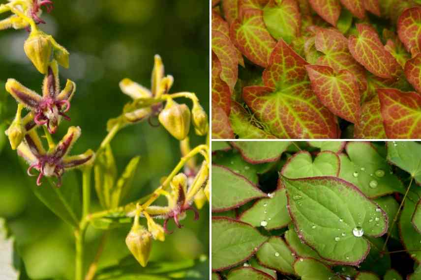 Epimedium associer, Fleur des elfes associer, Fleur des elfes association, Epimedium association, Epimedium dans massif