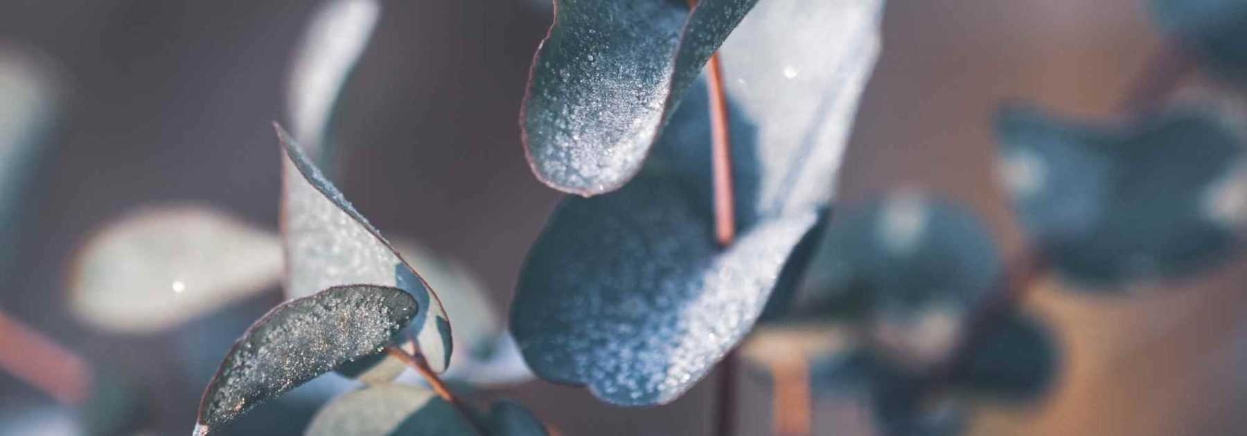 Eucalyptus : comment le protéger du froid en hiver ?