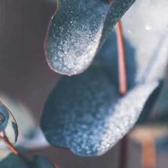 Eucalyptus : comment le protéger du froid en hiver ?