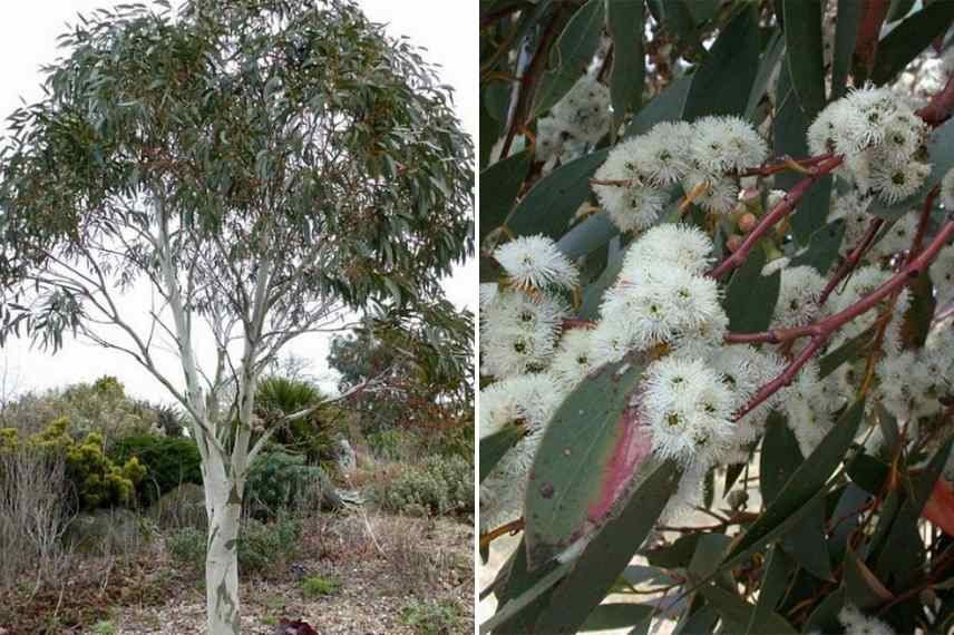 Eucalyptus proteger du froid en hiver, Eucalyptus protection froid, Eucalyptus protection gel