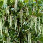 Garrya elliptica : planter, entretenir