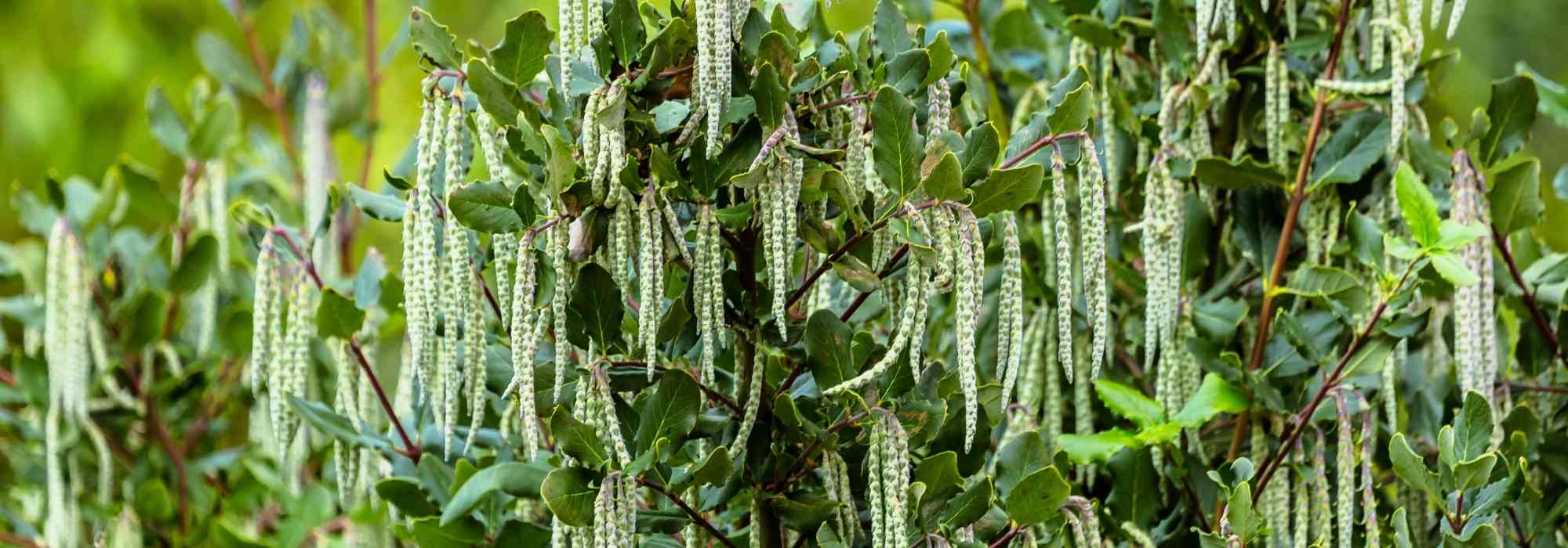 Garrya elliptica : planter, entretenir