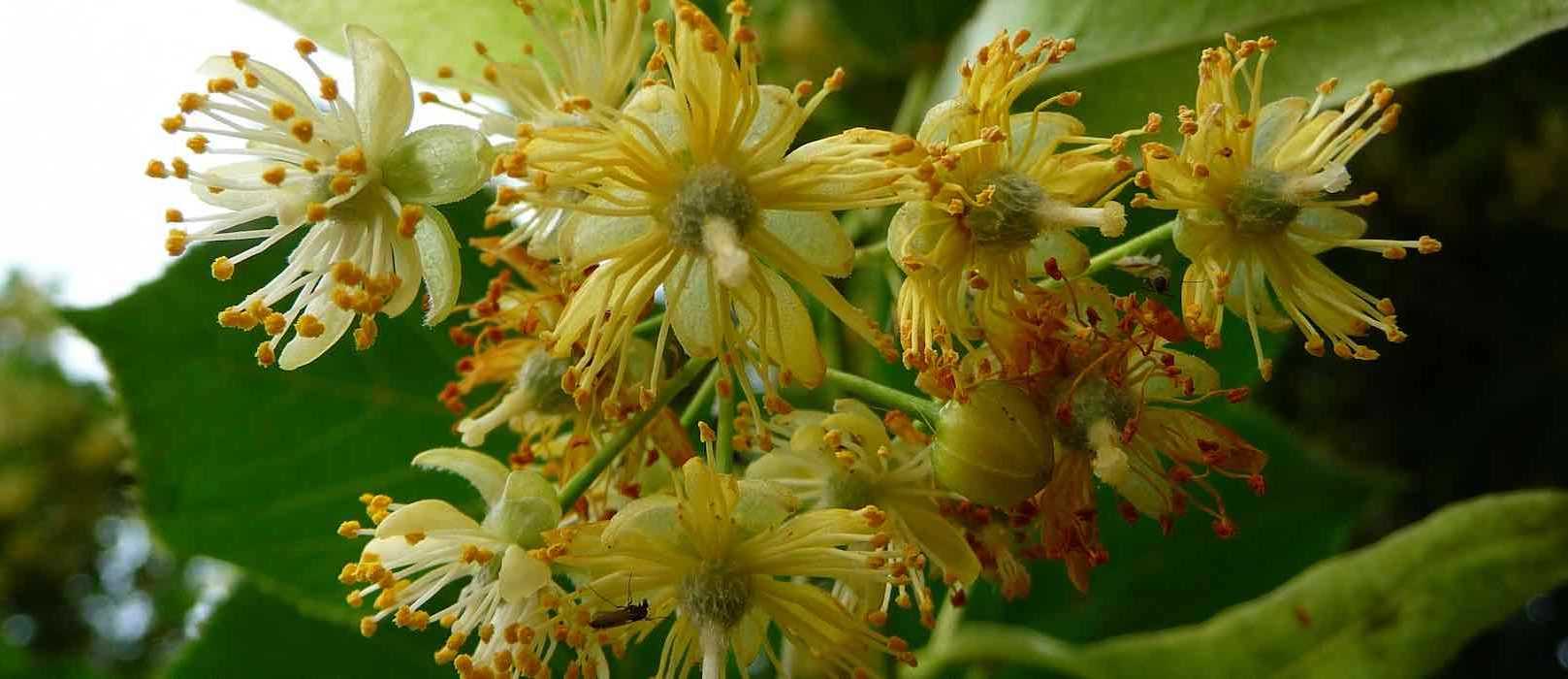 Feuilles Et Fleurs De Tilleul Séchées - Récolte 2025 - 85g à 1,95Kg - Bio Et Naturel - Pour Infusion