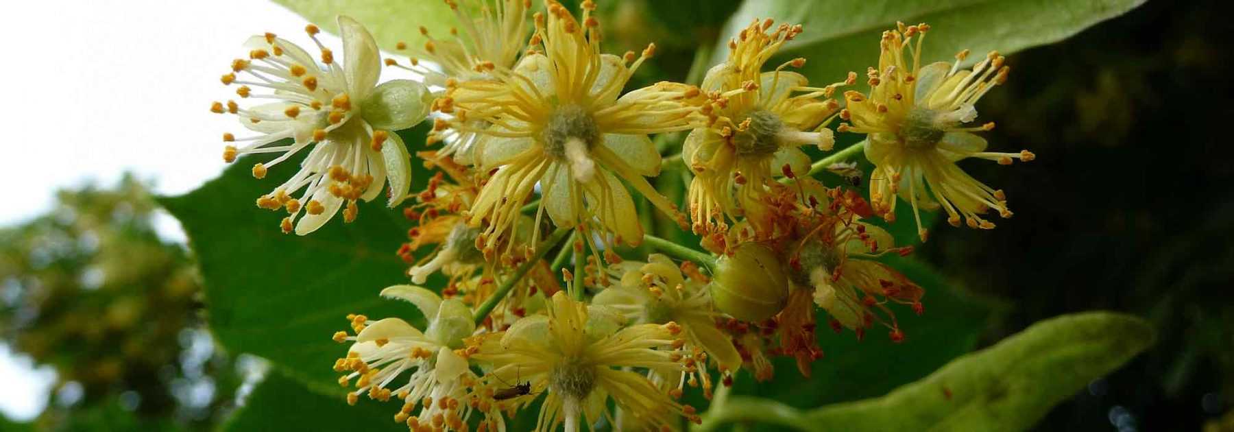 Comment faire sécher les fleurs du tilleul ?