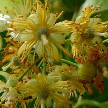 Comment faire sécher les fleurs du tilleul ?