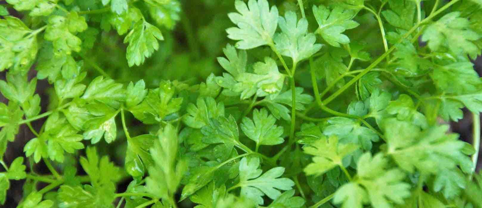 Comment faire une jardinière de plantes aromatiques à l’ombre — free download