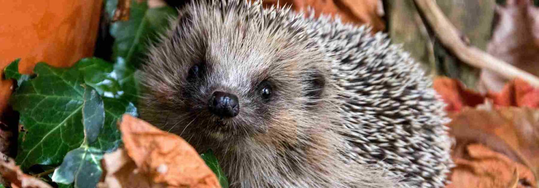 Accueillir un hérisson au jardin