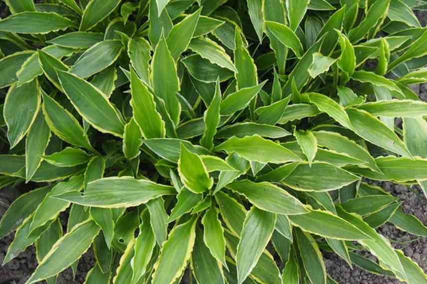 Hosta nain, hosta miniature, petit hosta, hosta pot