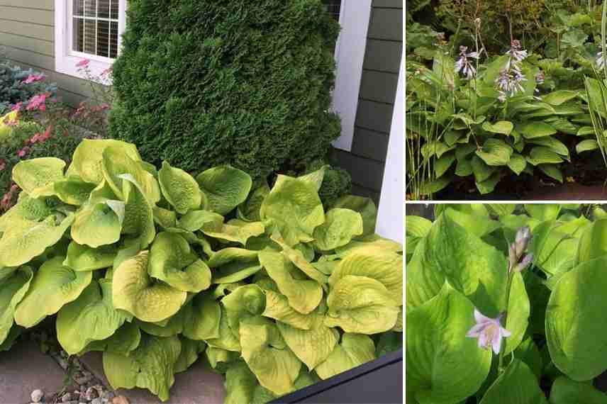 Hostas géants, Funkias géants, Hostas xxl, grands Hosta