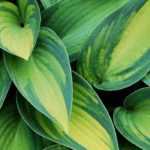 Choisir des Hostas