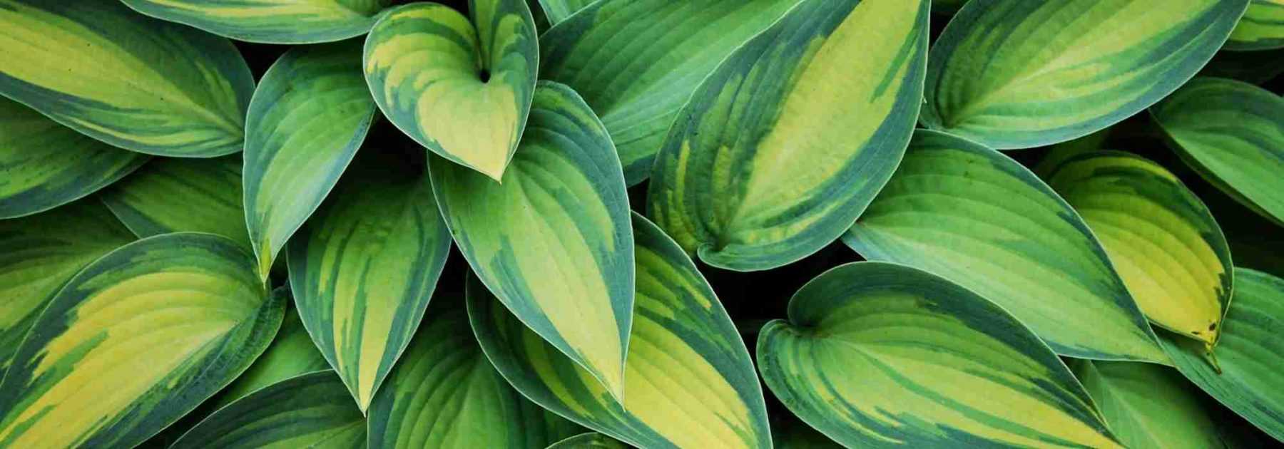 Choisir des Hostas