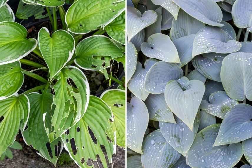 Hosta choisir, Hosta choix, Hosta sans trou, Hosta limaces, hosta escargot