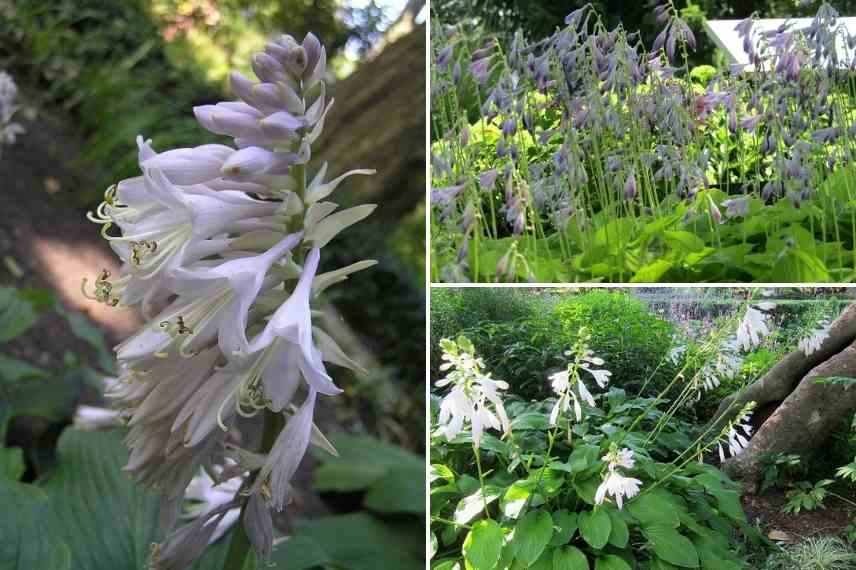 Hosta choisir, Hosta choix, Hosta floraison, Hosta fleurs