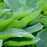 4 Hostas géants : les variétés les plus spectaculaires !