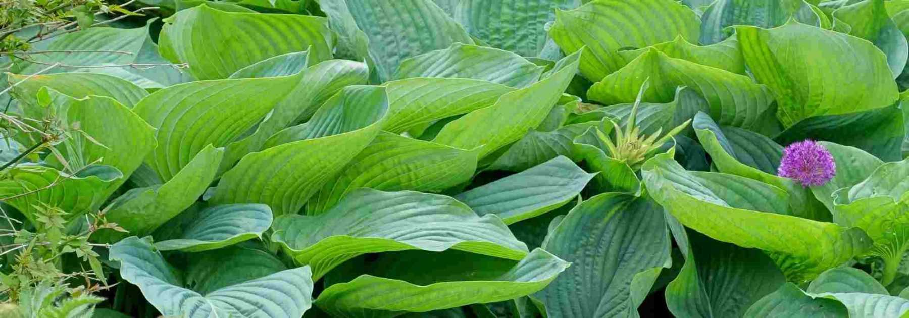 4 Hostas géants : les variétés les plus spectaculaires !