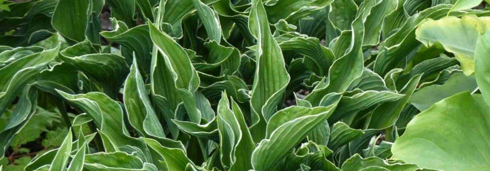 4 Hostas nains