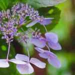 Des hortensias pas comme les autres