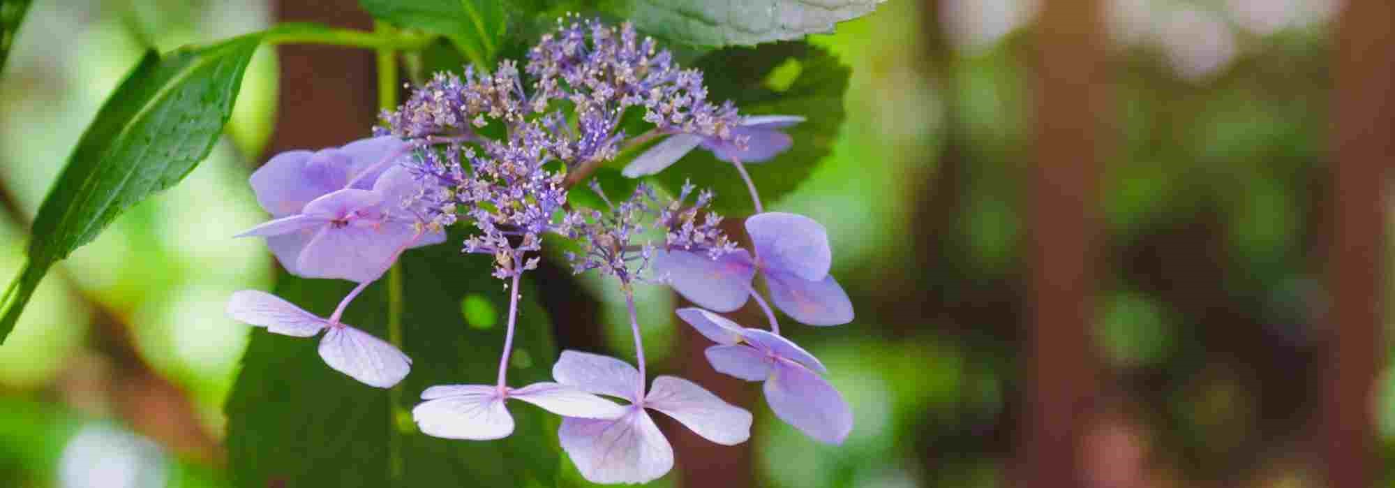 Des hortensias pas comme les autres