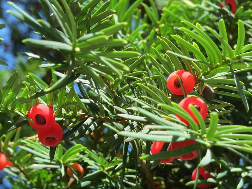 If Taxus baccata