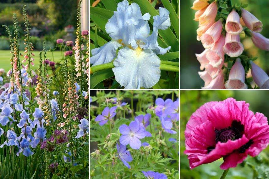 Jardin de cottage avec Iris, digitales, pavots d'Orient... 