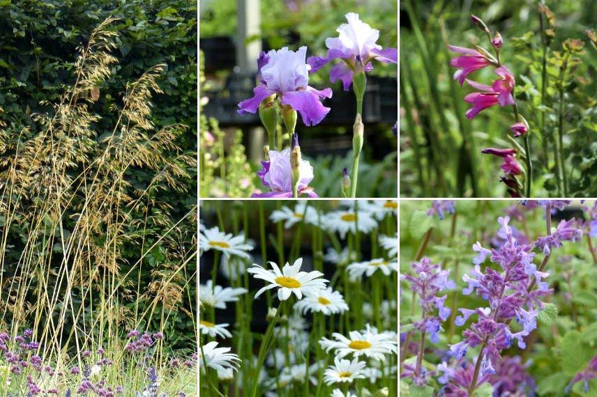 Jardin naturaliste avec des Iris, graminées, marguerites... 