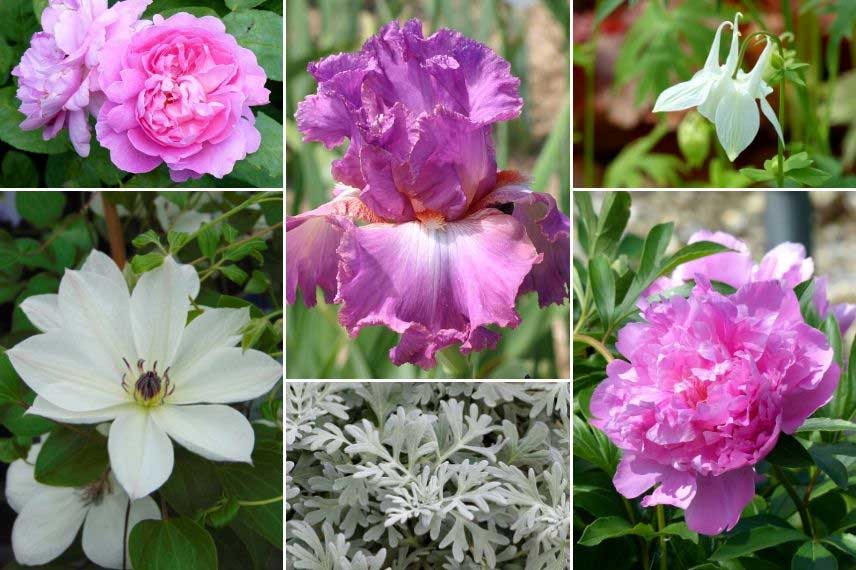 Inspiration pour associer les Iris dans un jardin romantique