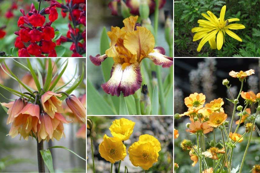 Massif coloré, jaune orange rouge, avec des Iris