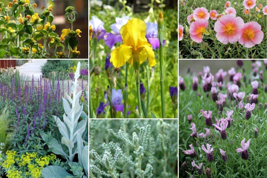 Jardin sec et minéral, avec des Iris, Phlomis, Hélianthèmes, santolines, lavandes... 