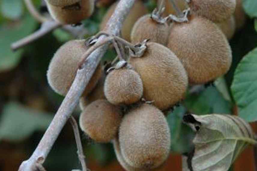 kiwi male ou femelle, kiwi distinguer fertile autofertile, Actinidia male ou femelle, kiwai