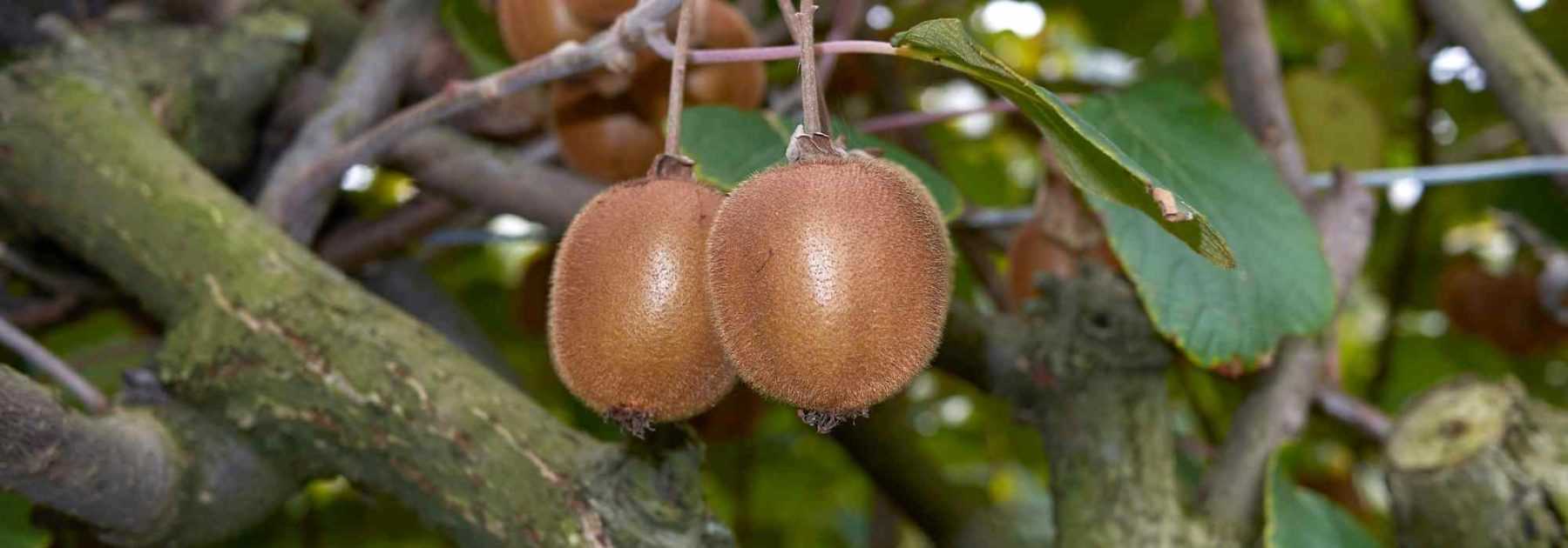 Kiwi mâle et kiwi femelle : comment les distinguer ?